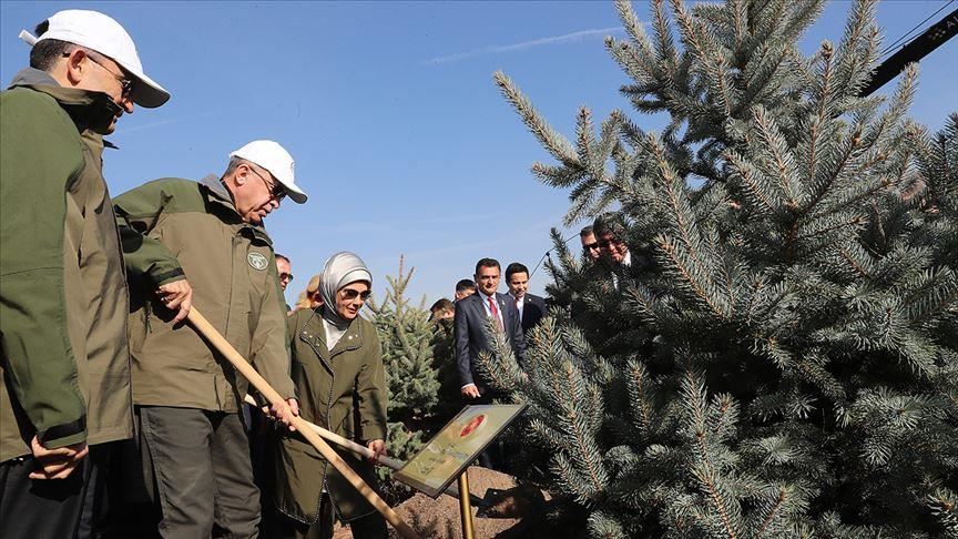Эрдоган дал старт Национальному дню посадки деревьев