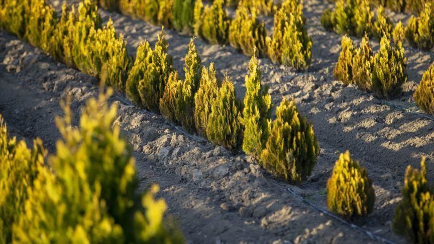 Turqia mbjell 11 milion fidanë për të ardhme të gjelbër