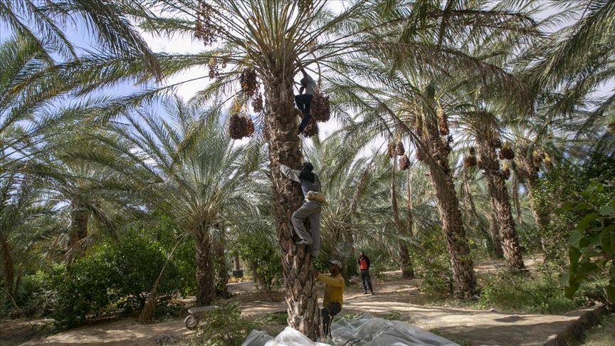 موسم تمور تونس.. ارتفاع كلفة الإنتاج يفسد فرحة الحصاد (تقرير)