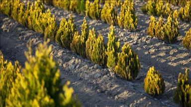 Public planting 11M trees for greener Turkey: President