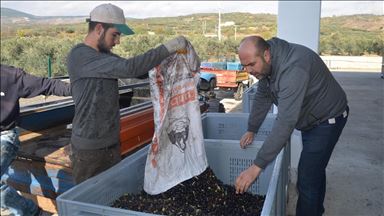 2 bin 400 ortaklı zeytinyağı fabrikası kurdular