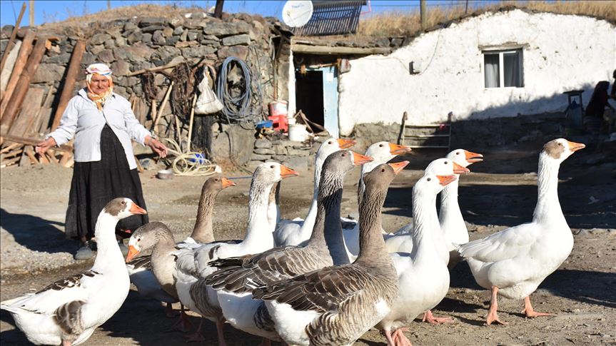 Kışın vazgeçilmez lezzeti kaz etinin sofralara yolculuğu başladı