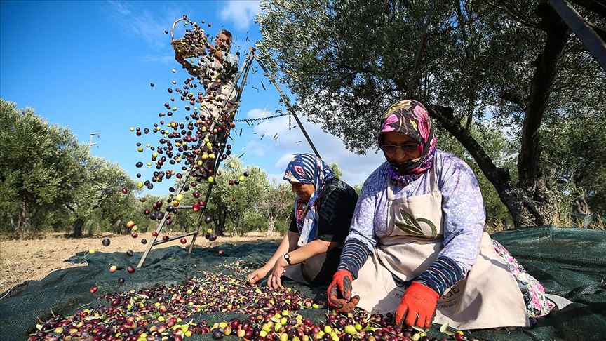 Erken Hasat Zeytinlerin Yag Olma Hikayesi Basladi