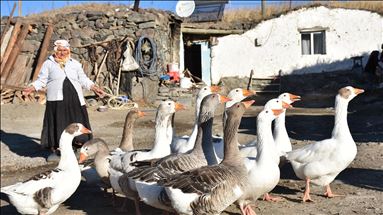 Kışın vazgeçilmez lezzeti kaz etinin sofralara yolculuğu başladı