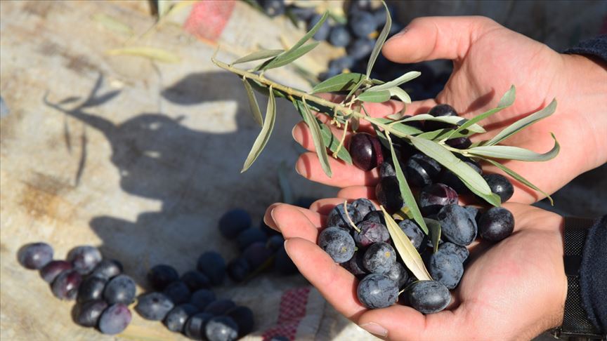 Ekmeğini yıllardır zeytinden çıkaran tarihi köy 