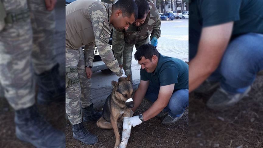 Source de Paix : Des soldats turcs sauvent un chien blessé à Ras al-Aïn