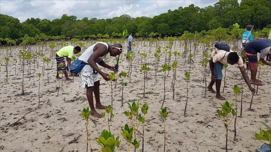 To fight climate change, Kenya mangroves work as carbon stores