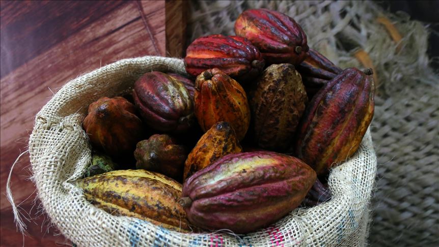 El cacao, un alimento que llevó paz a zonas de Colombia donde antes había guerra