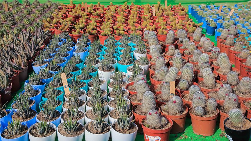 "بنت القنصل" و"عِمَّة القاضي" تزينان خريف مصر (فيديو)