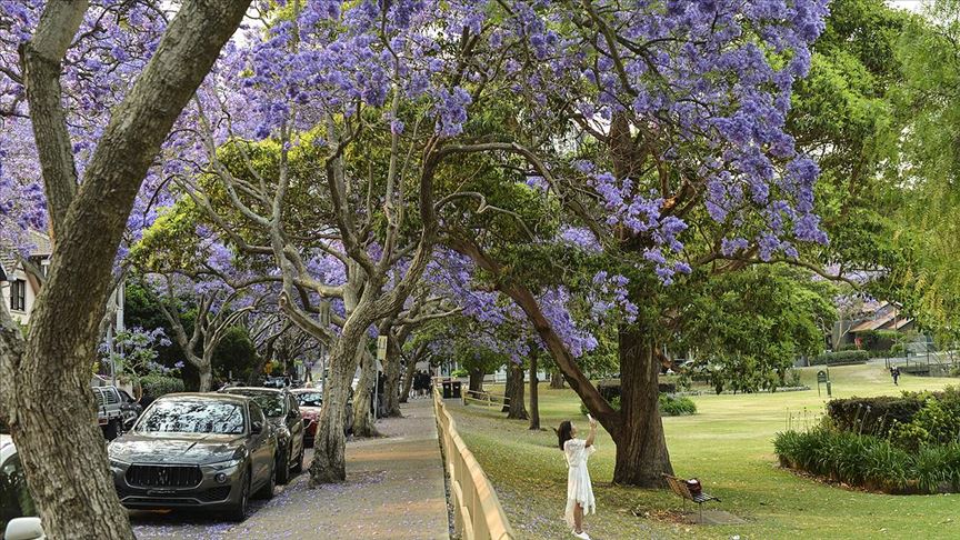 sydney i susleyen mor guzellik