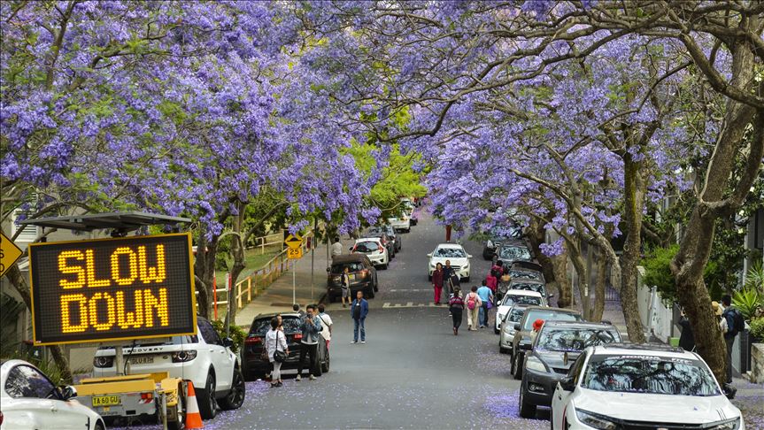 Pema "Jacaranda" me ngjyrën e saj zbukuron qytetin Sydney