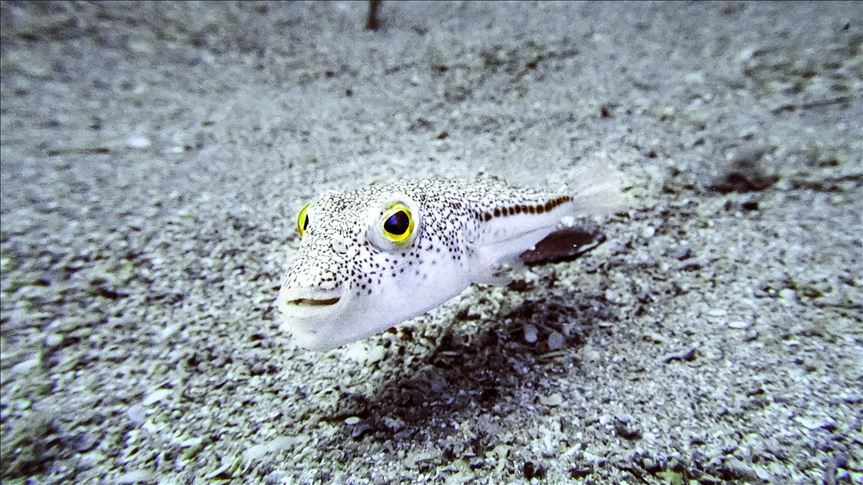 balon baligi akdeniz in ekolojisine ve ekonomisine zarar verdi