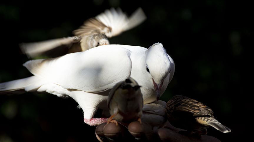 Decline of bird population first warning of 'breakdown'