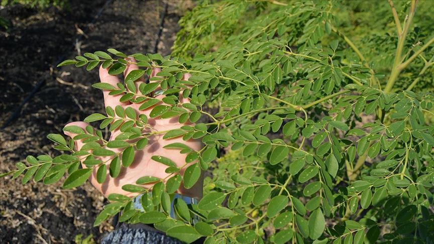 'Mucize bitki' moringa oleifera hasadı tamamlandı 
