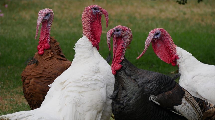 Thanksgiving turkey: Bird with confused origin