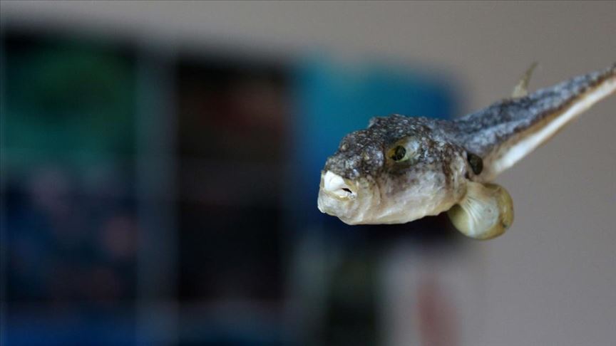 balon baliginin ilac icin ihrac edilecegi haberi balikcilari sevindirdi