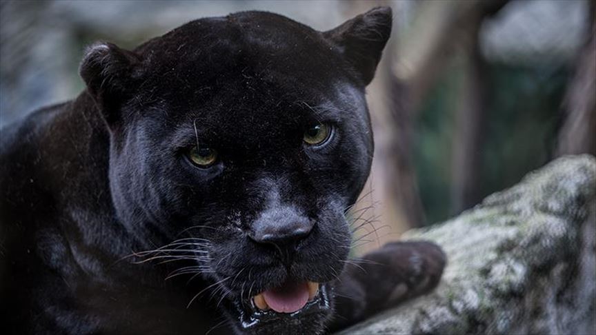 Habitat Loss Huge Threat To Jaguars Experts