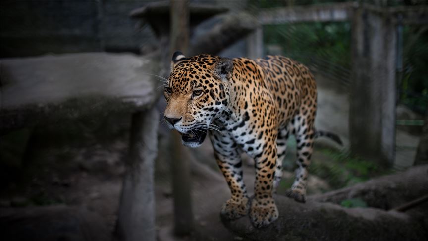Jaguares americanos, amenazados por la pérdida de su hábitat