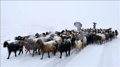 Li Mûşê heywandaran di berf û bagerê da zehmetî kişandin