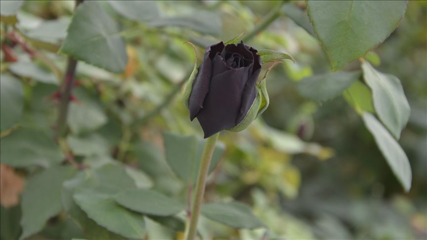 Gula reş a nîşaneya Xelfetiyê wê êdî zêdetir were dîtin