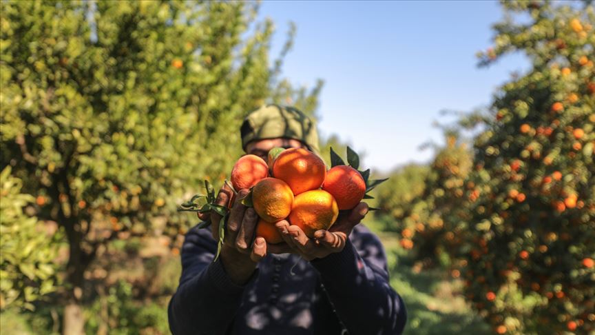 مزارعو غزة يبدأون بجني ثمار الحمضيات 