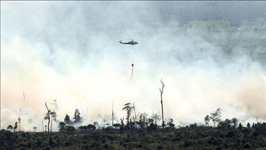 Greenpeace: Korporasi terkait rantai pasok dengan pembakar hutan