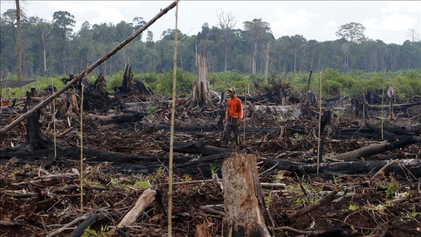 Dibandingkan Brazil, kebakaran hutan dan lahan di Indonesia lebih baik