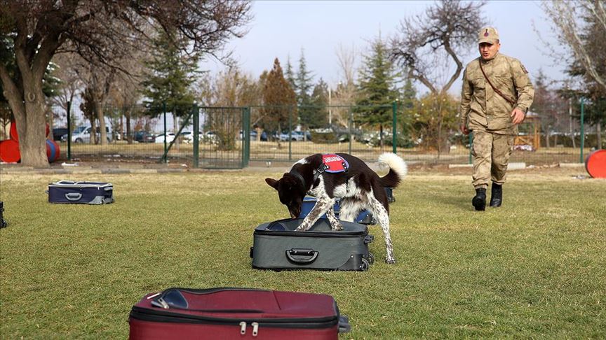 Yerli ırk köpekler Nevşehir'deki JAKEM'de eğitiliyor 