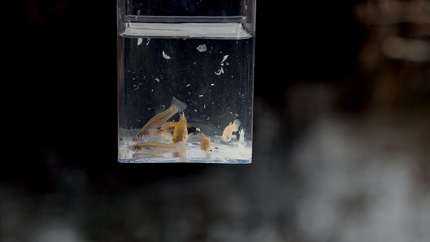 'İstilacı' sivrisinek balıkları inci kefalini tehdit ediyor
