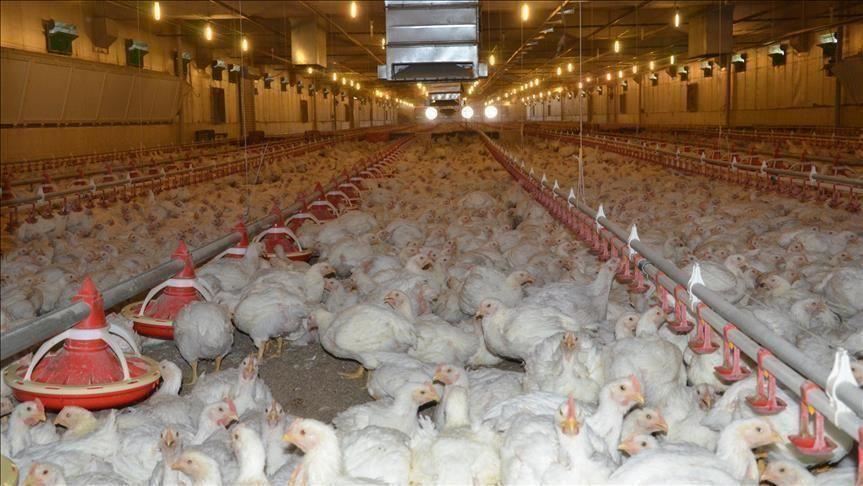 Turkey's poultry production up in October