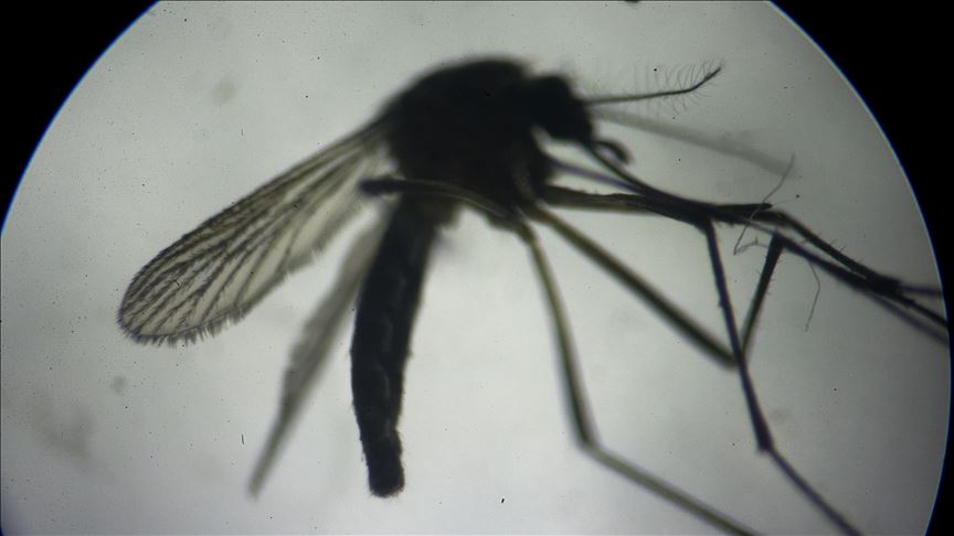 En Paraguay toman medidas ante la que podría ser la mayor epidemia de dengue en los últimos años