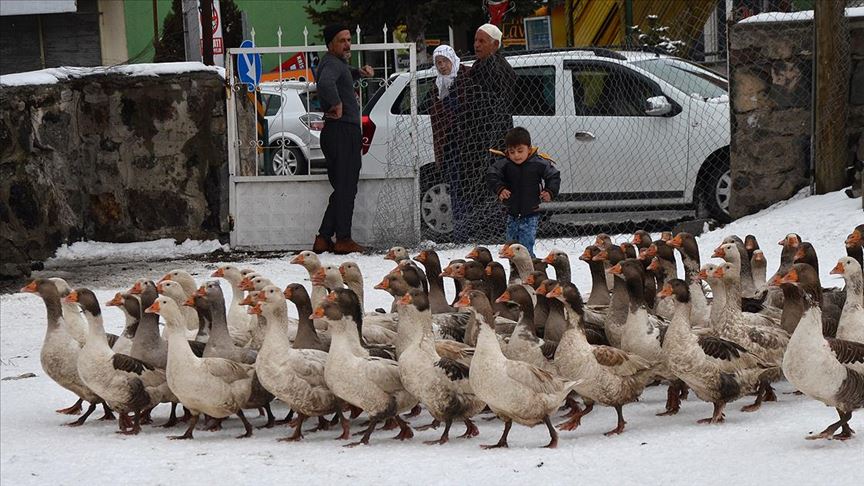 Kar yedikten sonra kesilen kazlar kargoyla sofralara ulaşıyor
