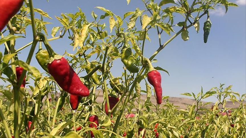 Chili pepper intake reduces all-cause mortality risk
