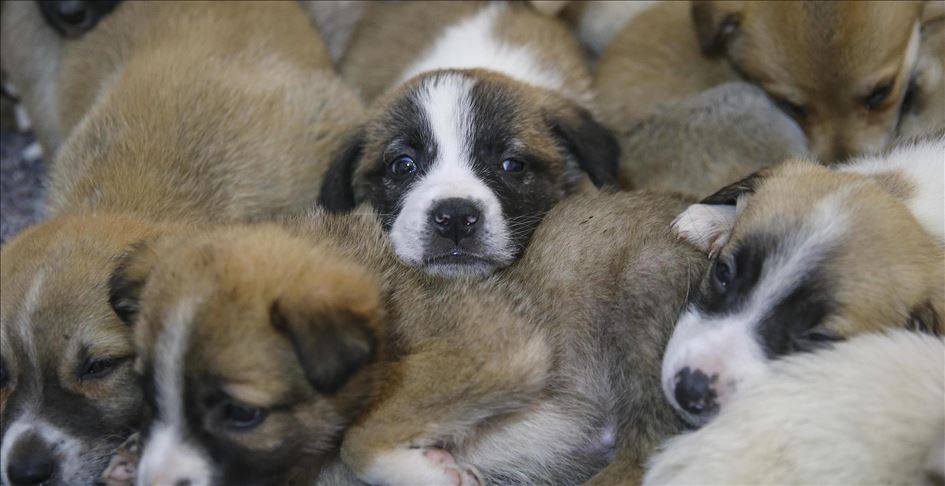 Anjing liar di Turki lahirkan 16 ekor anak