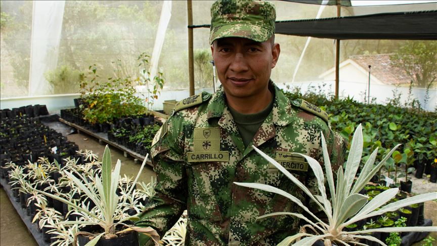 Ejército colombiano sembró 4.500 frailejones para preservar el páramo