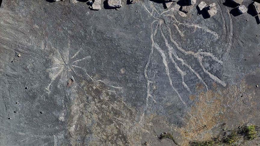 Fosilet më të vjetra të pemëve zbulohen në New York