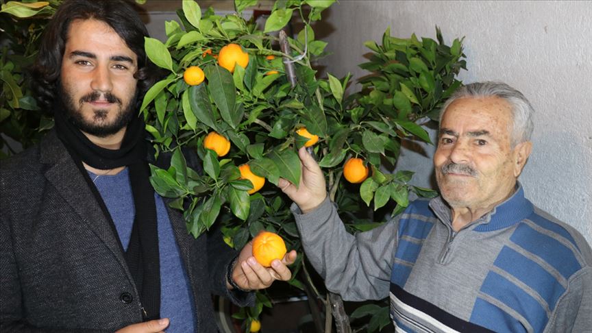 Bozkırın ortasında bidonlarda narenciye yetiştiriyor