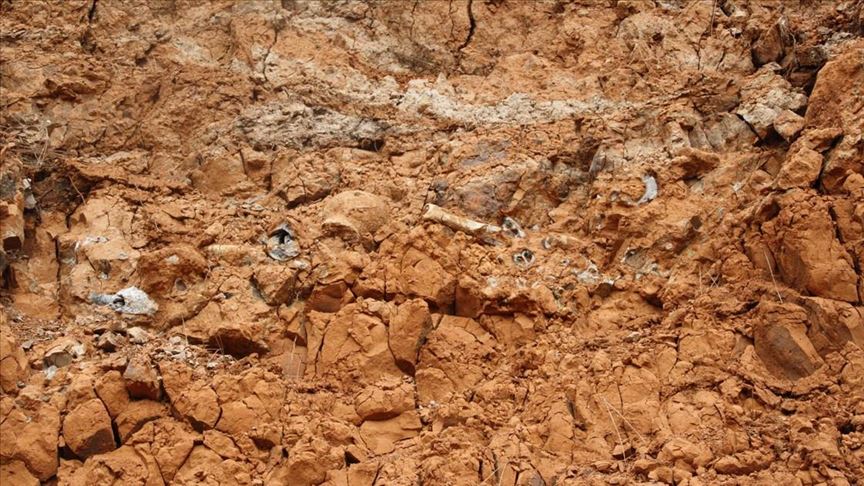 Фосили стари 9 милиони години откопани во југозападна Турција