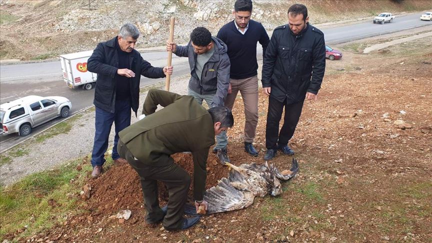 سلێمانی.. ناشتنی داڵێک