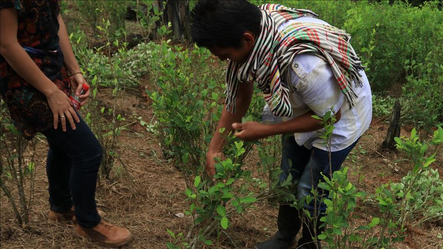 Presidente de Colombia defiende el glifosato como una “herramienta” contra el narcotráfico