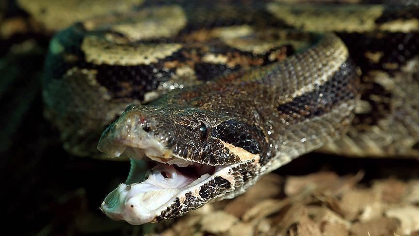 Un python de 80 kg capturé en Malaisie