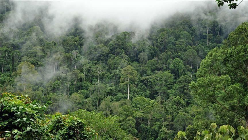 خبير إزالة غابات الأمازون تدمير لـ رئة الكوكب