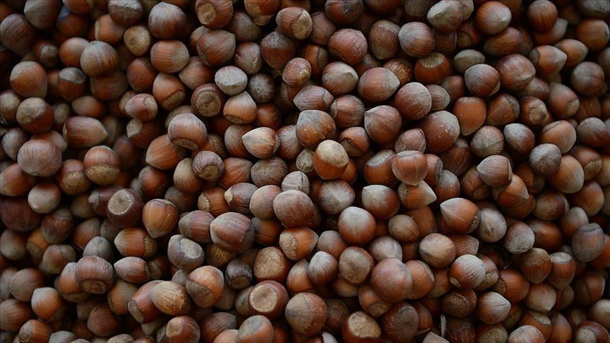 Turkey: Hazelnut exports up over 43% in 4 months