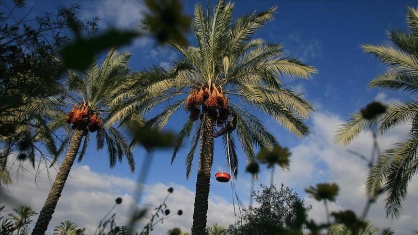 Proses gugatan Indonesia untuk Eropa di WTO butuh 1,5 tahun