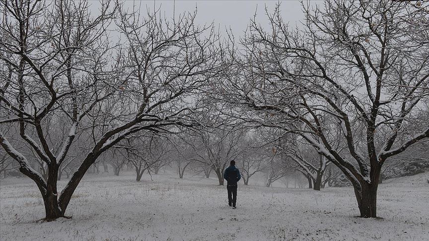 beyaza burunen kayisi bahcelerinde kis