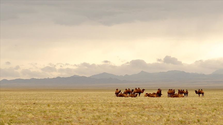Avustralya'da 10 bin yabani deve vurularak itlaf edilecek