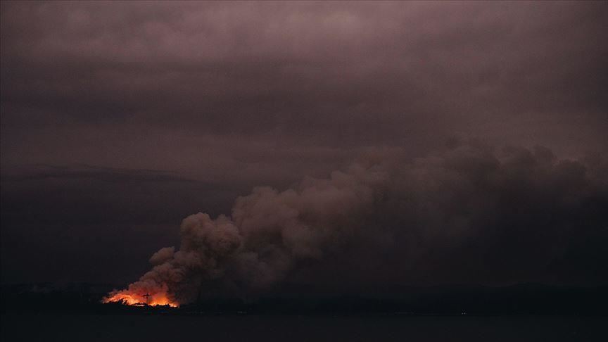 Australia bushfire may have killed 1.25B animals: WWF