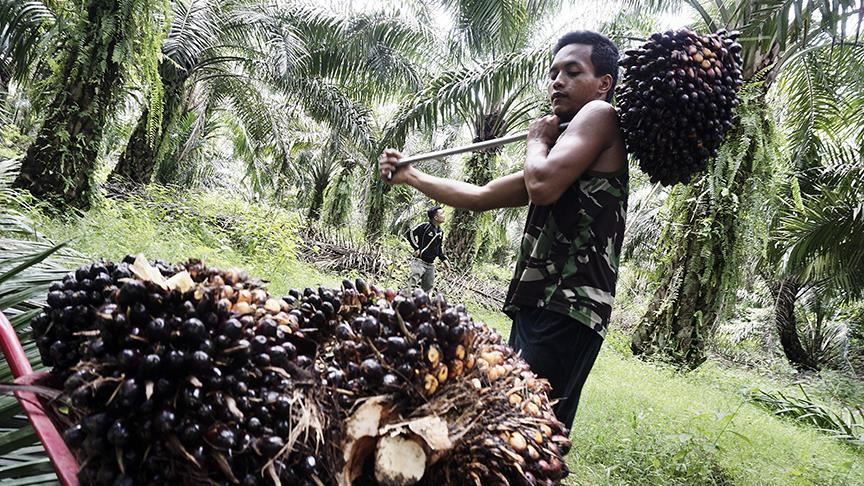 India to stop buying Malaysian palm oil