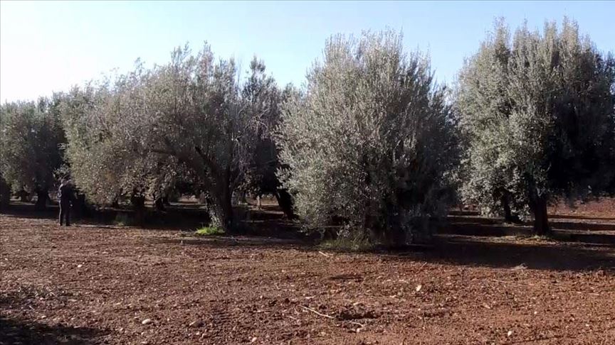 Farklı zeytin ağaçlarının bir arada olması verimi yüzde 30-35 artırıyor