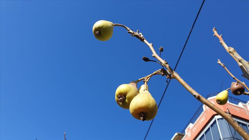 Osmaniye'de armut ağacı kışın meyve verdi